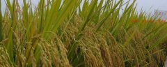 水稻分蘗期的栽培技術，分蘗期水位好或是水淺好