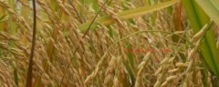 水稻抽穗代表什么意思，分蘗期到抽穗必須多少天